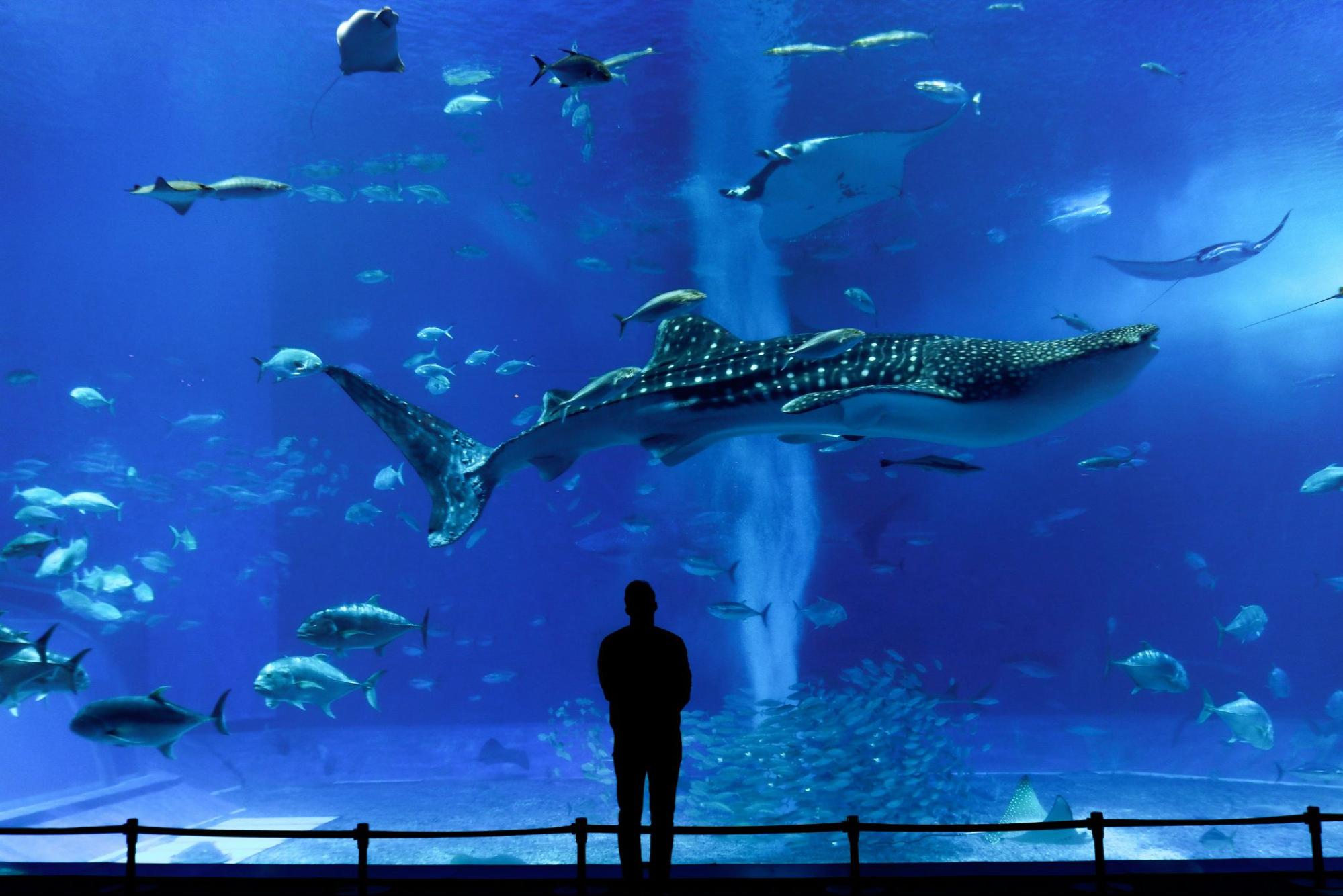 美ら海水族館