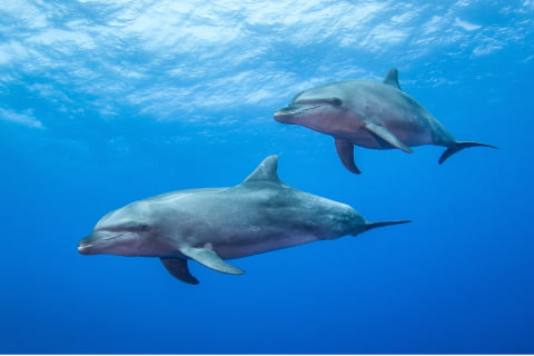 スライダー画像